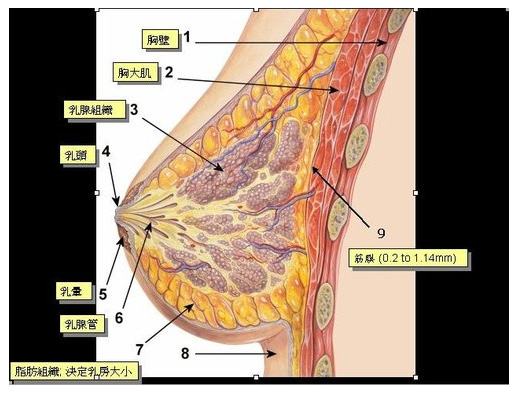breast anatomy.jpg